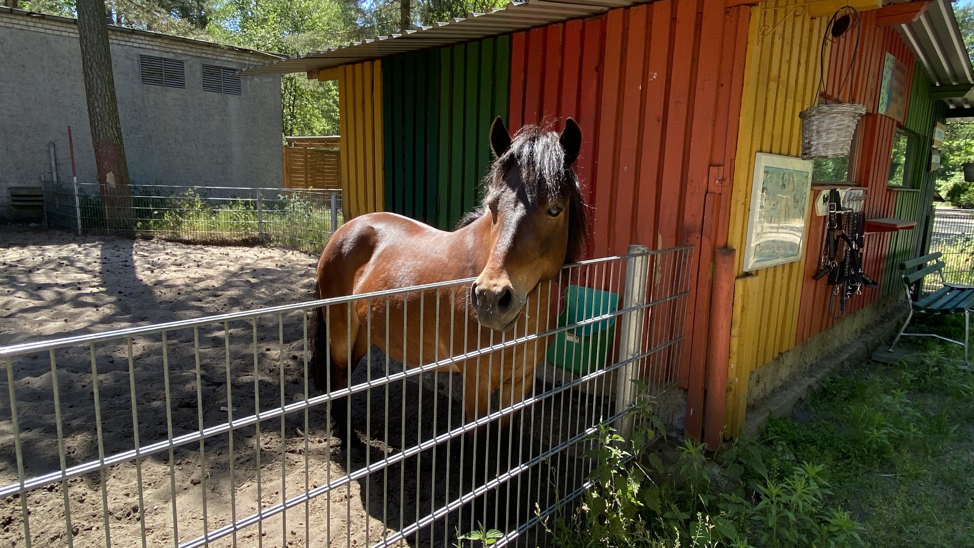 Pferd im Tierbereich des KiEZ Frauensee